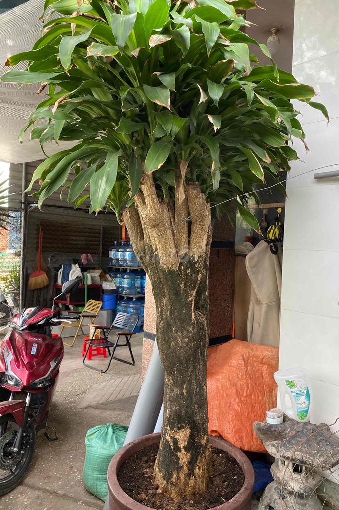 Cây phát tài cao 2m hoành 70cm. Mua bán Cây cảnh, đồ trang trí tại Thành phố Thủ Đức Tp Hồ Chí Minh được đăng bởi Sĩ hình 1