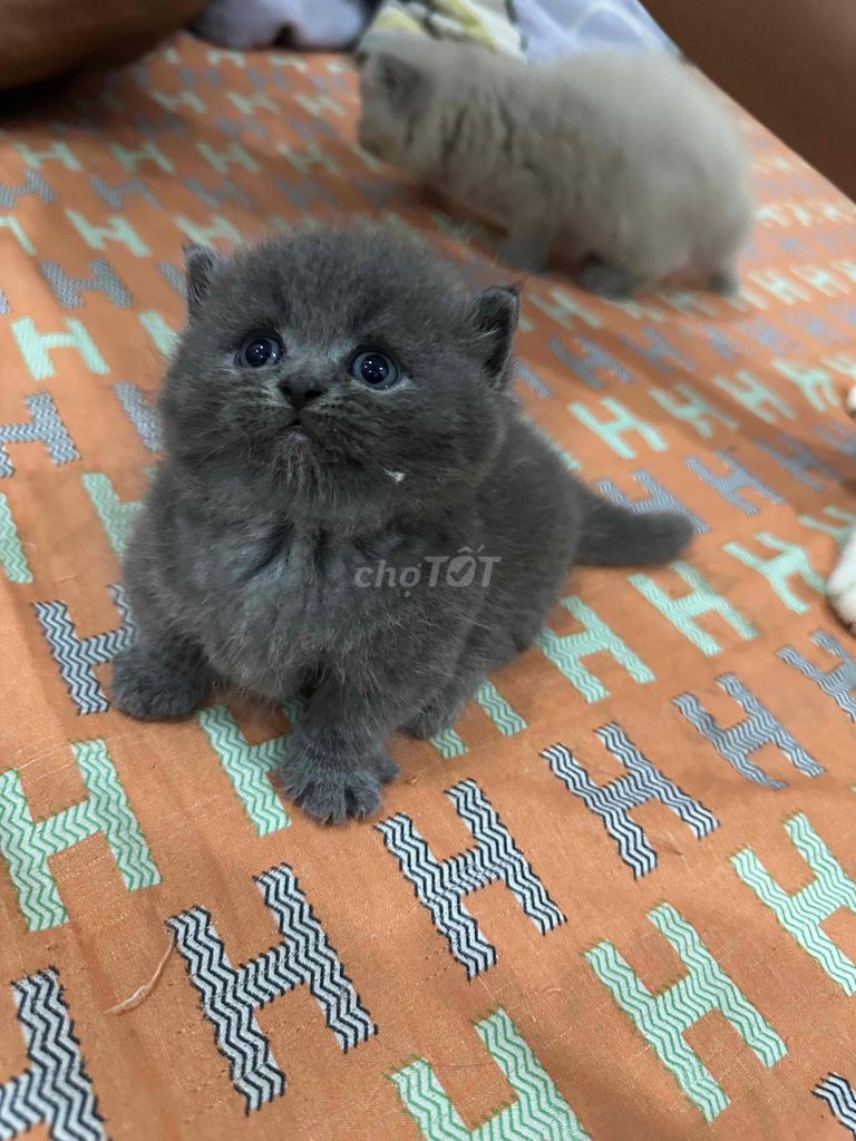 mình cần gã mấy bé mèo con chân dài và chân ngắn. Mua bán Mèo tại Quận 7 Tp Hồ Chí Minh được đăng bởi Bu Jolie hình 4