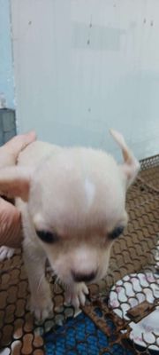 Bán chó chihuahua. Mua bán Chó tại Thành phố Thủ Dầu Một Bình Dương được đăng bởi Hồng Lê