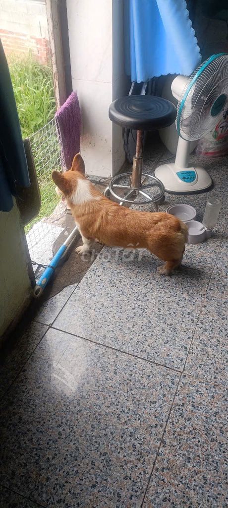 Cần bán gấp bé cogi nhà nuôi đã tiêm 3 mũi