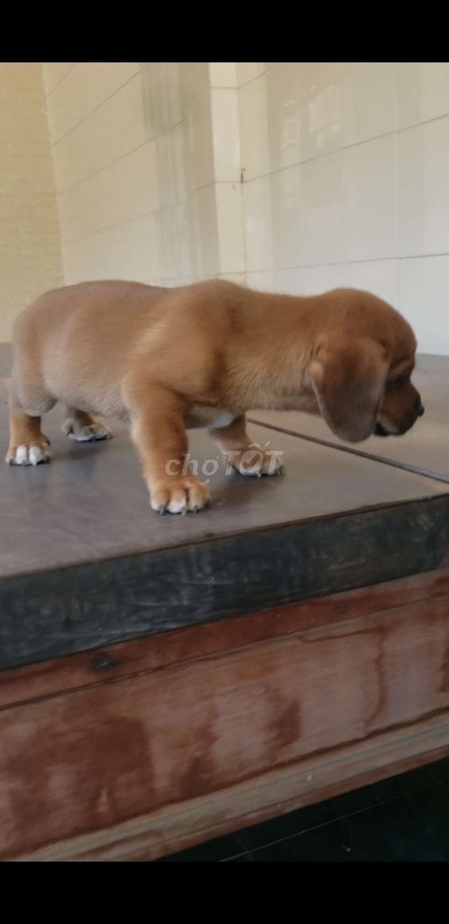 Bé trai lạp xưởng ta lùn tịt. Mua bán Chó tại Huyện Cao Lãnh Đồng Tháp được đăng bởi Huy Lê hình 1