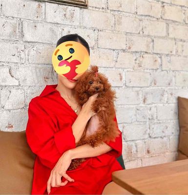 Chó Poodle Tecup Nâu Đỏ Cái Tơ 1kg2 Nhập Đài Loan. Mua bán Chó tại Quận Gò Vấp Tp Hồ Chí Minh được đăng bởi Xe tự lái