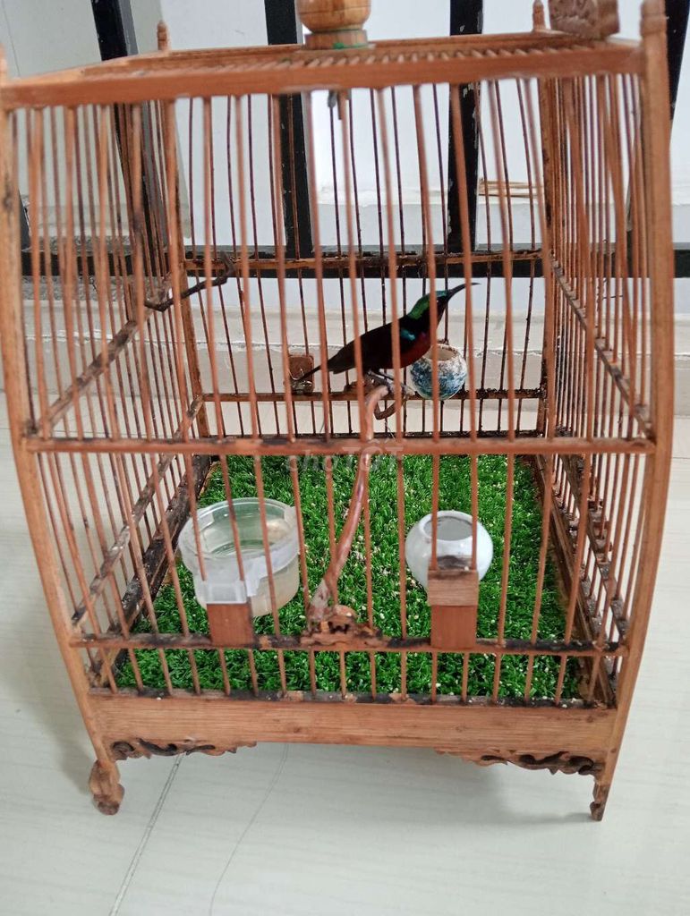 Chim hút mật 7 màu. Mua bán Chim tại Thành phố Thủ Đức Tp Hồ Chí Minh được đăng bởi Nguyễn bá linh hình 1