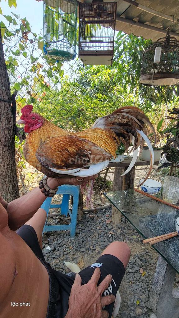 Gà tre Chuối kim mã 9 lạng. Mua bán Gà tại Huyện Đất Đỏ Bà Rịa - Vũng Tàu được đăng bởi phú gia hình 1