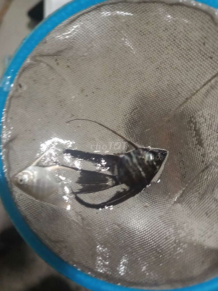 cá xịn đẹp. Mua bán Thú cưng khác tại Huyện Trần Đề Sóc Trăng được đăng bởi Khải Minh hình 1