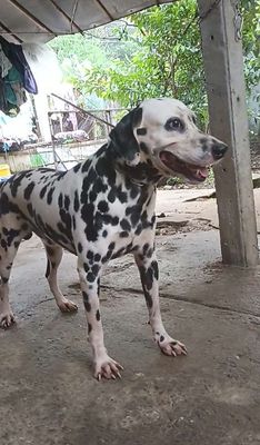 Chó Đốm Đực lực điền, size Đại, Đực phối giống. Mua bán Chó tại Huyện Củ Chi Tp Hồ Chí Minh được đăng bởi Nguyễn Huy