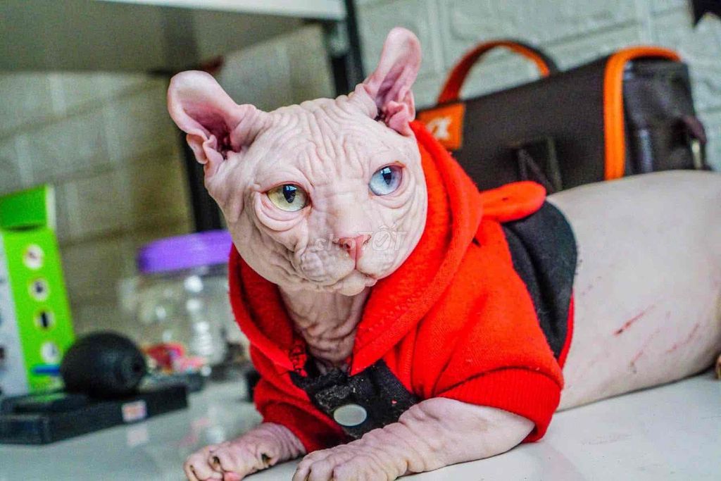 Dịch vụ phối giống Sphynx. Mua bán Phụ kiện, Thức ăn, Dịch vụ tại Quận Gò Vấp Tp Hồ Chí Minh được đăng bởi hanh bupbe bupbe hình 1