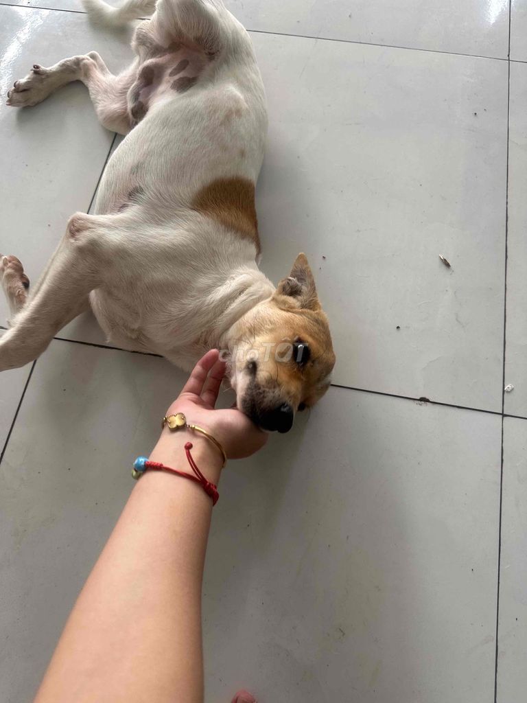 Chó lứa Đực Cái Trắng Nâu đã tiêm. Mua bán Chó tại Huyện Châu Thành Tây Ninh được đăng bởi Trần Thị Thanh Ngọc hình 1