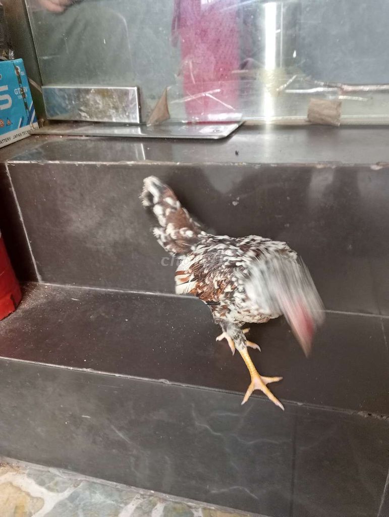Gà Thái nhiều màu 6 con. Mua bán Gà tại Quận Bình Tân Tp Hồ Chí Minh được đăng bởi Hà hình 1