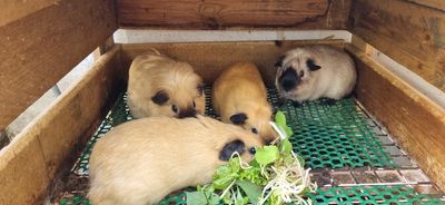 Bọ ú Cali Mũi đen 2 Đực, 2 Cái