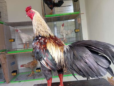 Chuối việt cán bắt răng cưa trạng 4kg. Mua bán Gà tại Quận 8 Tp Hồ Chí Minh được đăng bởi phương shop cán đẹp