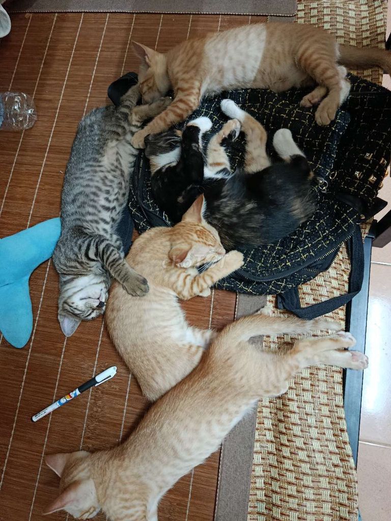 Tìm  chủ yêu thương  các bé mèo con. Mua bán Mèo tại Huyện Hoài Đức Hà Nội được đăng bởi Hà Nguyễn hình 1