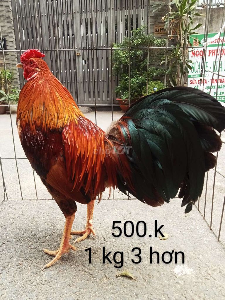 Ae hợp nhãn lh nhé 1 kg 3 hơn gà vàng zin