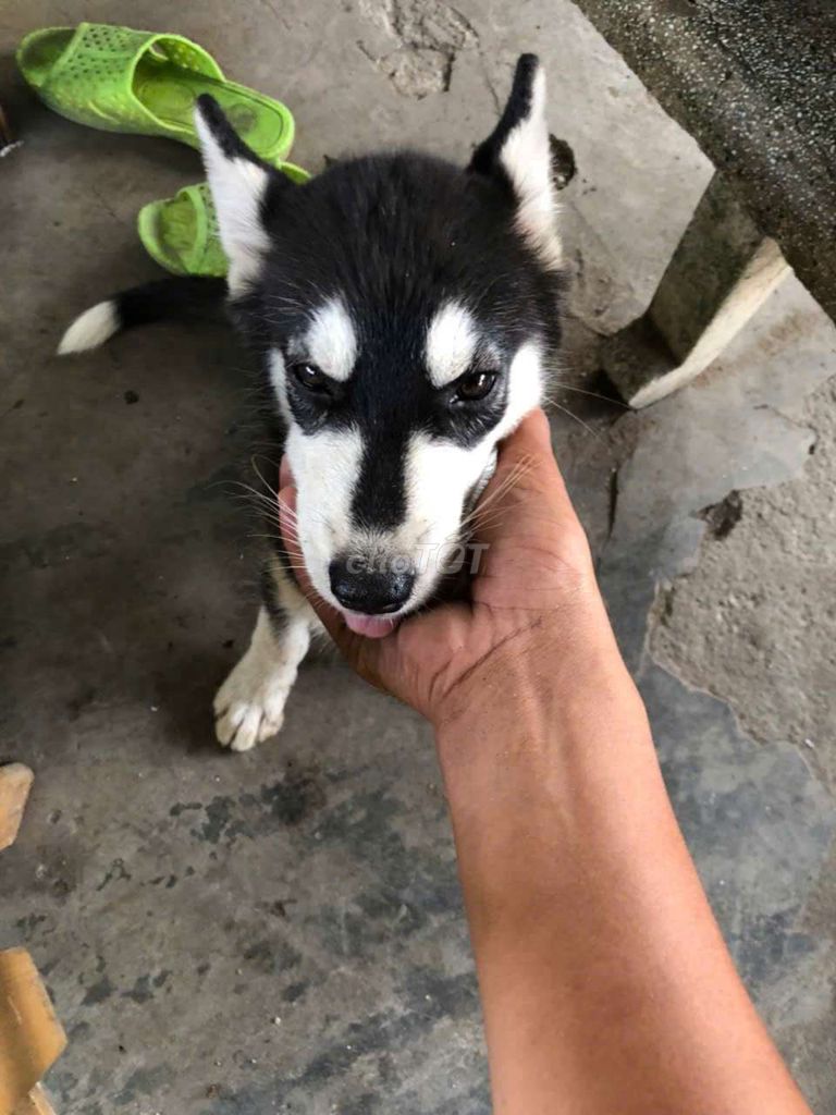 Husky cái 4 tháng tuổi