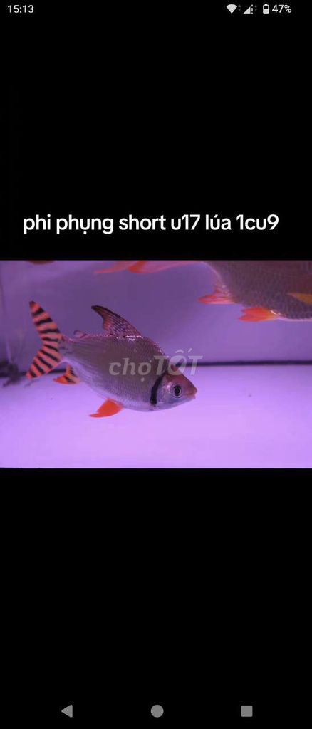 Phi phụng short vs super short u17 có sỉ vs lẻ