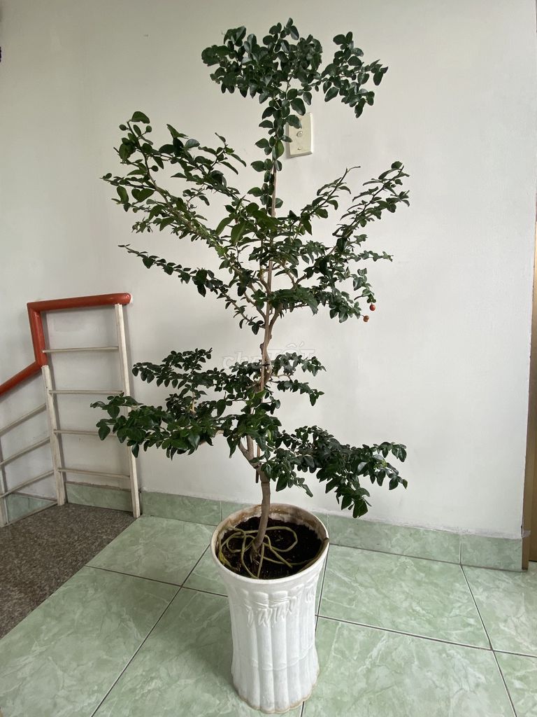Bán cây bonsai Kim Quýt. Mua bán Cây cảnh, đồ trang trí tại Quận Tân Phú Tp Hồ Chí Minh được đăng bởi Trần quốc Huyên hình 1