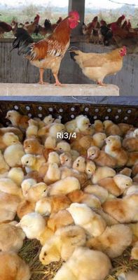 Mua Ban Ga Ri Rặc Ga Ri Lai Giống Tốt Gia Rẻ Toan Quốc