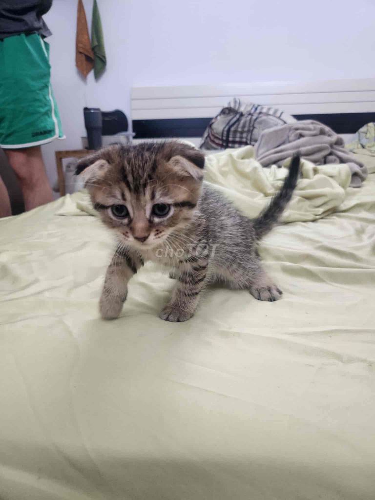 cần gả gấp mấy đứa con