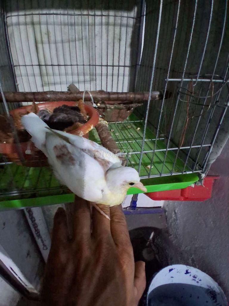Chim Cu gáy Trắng Khỏe mạnh. Mua bán Chim tại Thành phố Thuận An Bình Dương được đăng bởi chim gay hình 1