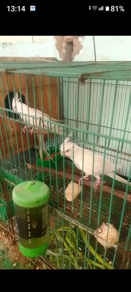 Vẹt Cockatiel Trắng. Mua bán Chim tại Quận 8 Tp Hồ Chí Minh được đăng bởi Tài Cá hình 1