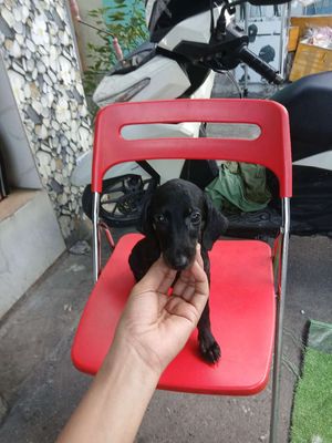 Lạp xưởng f1. Mua bán Chó tại Thành phố Thủ Đức Tp Hồ Chí Minh được đăng bởi Vũ Nguyễn 