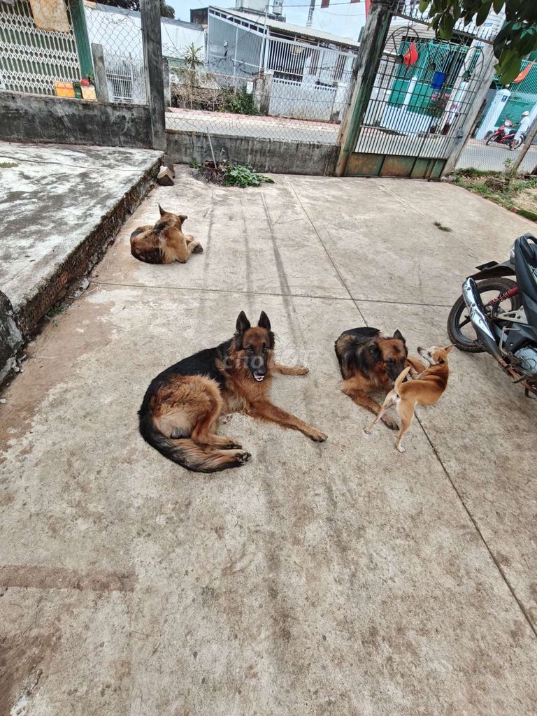 Chó Becgie Đức  thuần chủng. Mua bán Chó tại Thành phố Buôn Ma Thuột Đắk Lắk được đăng bởi Thanh hình 1