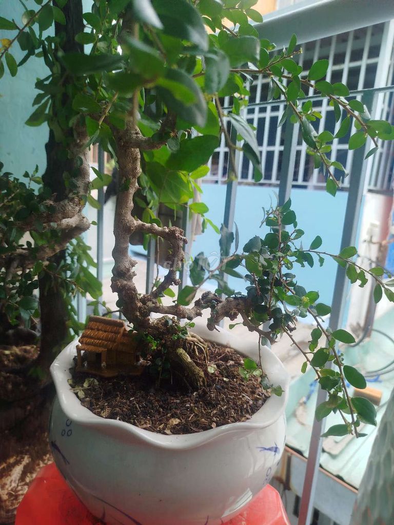 Cây cảnh Sam N giáng văn nhân 8 năm 40cm. Mua bán Cây cảnh, đồ trang trí tại Quận 1 Tp Hồ Chí Minh được đăng bởi tú hình 1