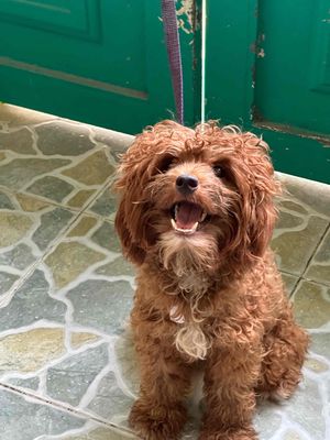 Chó poodle cái tơ