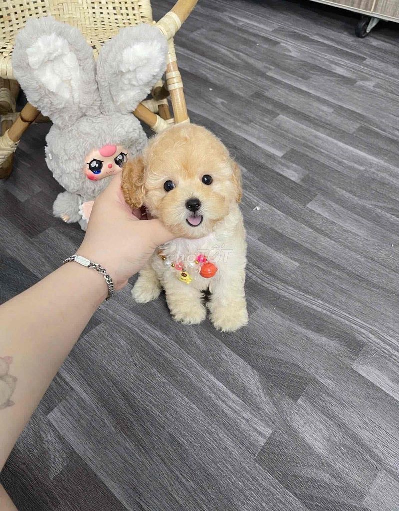 💕Poodle Xinh 💕 Từ 2 Triệu ạ. Mua bán Chó tại Quận Bình Tân Tp Hồ Chí Minh được đăng bởi Cậu Bé Bán Chó  hình 5