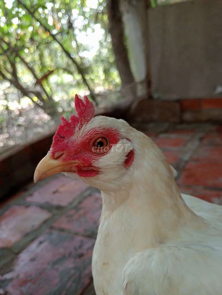 Gà mái tre siêu cuban chạng đẻ 1kg