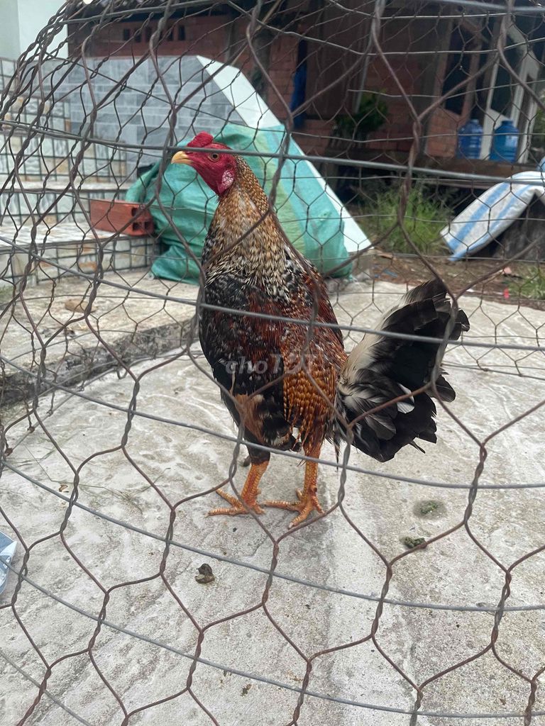 Thanh Lý cặp tre. Mua bán Gà tại Thành phố Vĩnh Long Vĩnh Long được đăng bởi Thanh hình 1