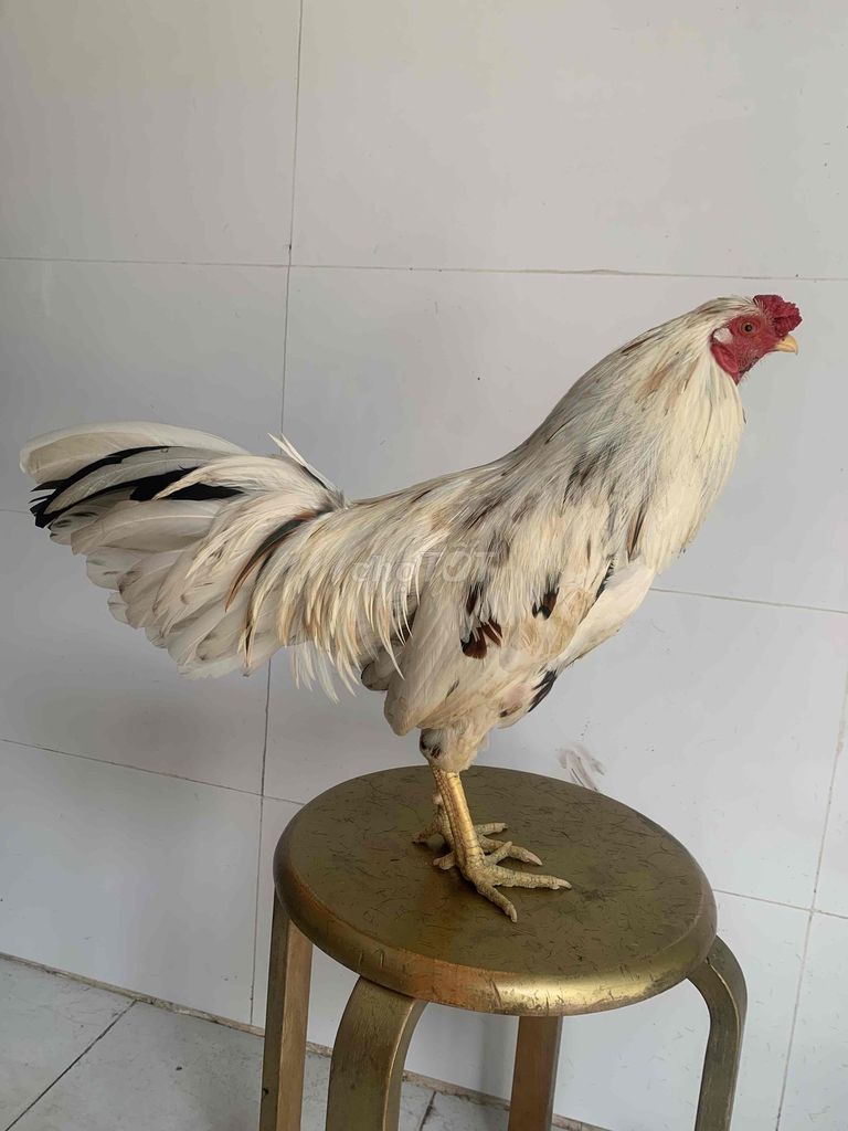 1.7kg. Mua bán Gà tại Huyện Thoại Sơn An Giang được đăng bởi Minh hớt tóc  hình 1