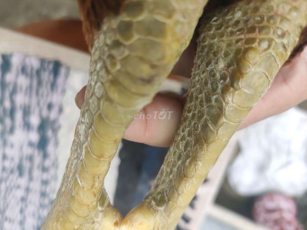 Gà Vàng 3kg chân Xanh. Mua bán Gà tại Huyện Châu Thành Tiền Giang được đăng bởi pham truong duy hình 5