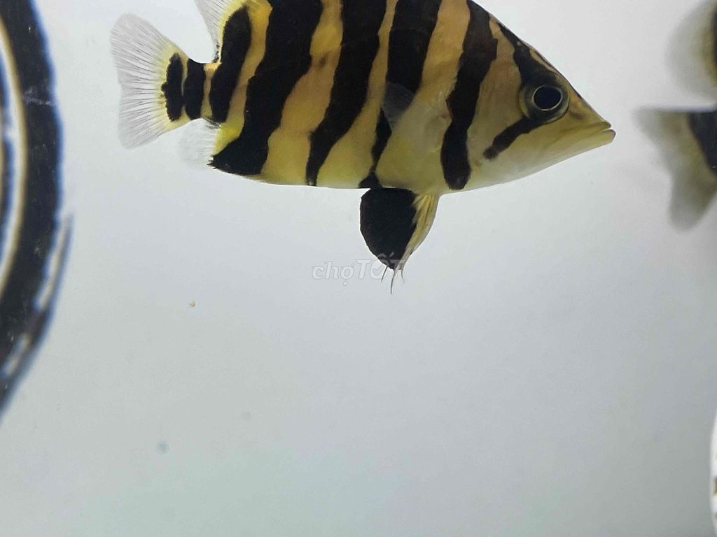 Cá cảnh Hổ su 8-9 Vàng đen. Mua bán Thú cưng khác tại Quận Ninh Kiều Cần Thơ được đăng bởi Duy Anh hình 1