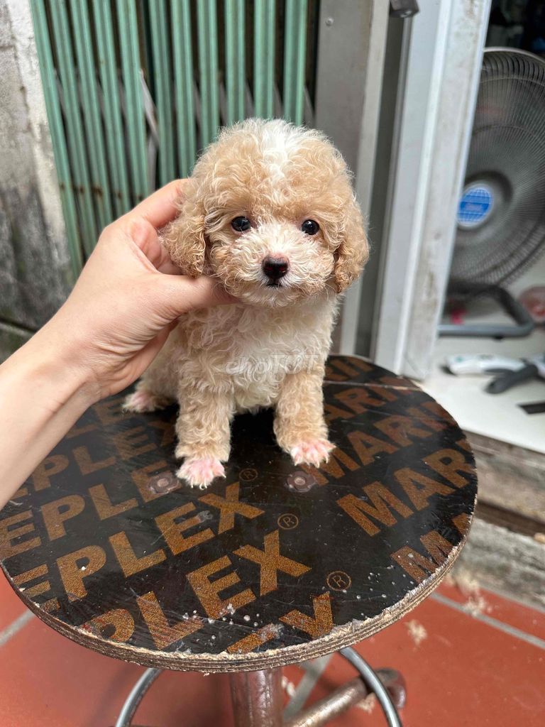 Chó Poodle Nâu vàng đã tiêm. Mua bán Chó tại Quận Hà Đông Hà Nội được đăng bởi Vy  hình 1