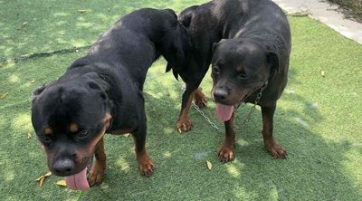 Chó Rottweiler cái Đen vàng đã phối