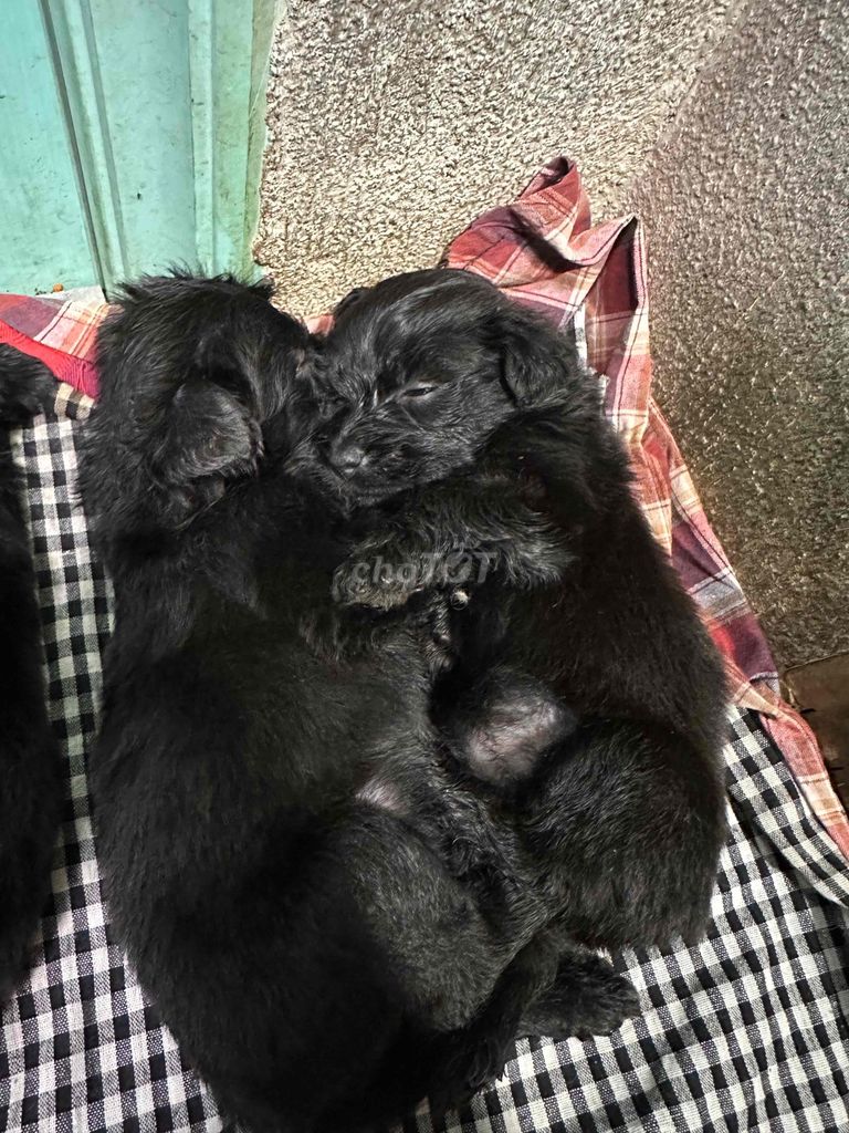 Chó Poodle lai Đen. Mua bán Chó tại Huyện Tân Phú Đồng Nai được đăng bởi Nguyễn Tuyền hình 1