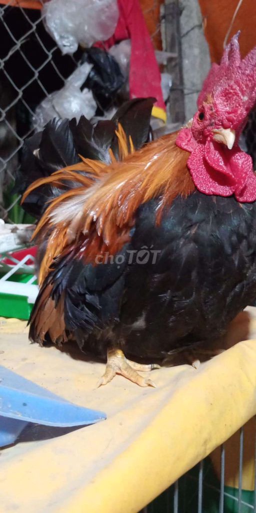 Gà tre Thái chân lùn rặc. Mua bán Gà tại Huyện Chợ Mới An Giang được đăng bởi Cao Minh Thuận hình 1