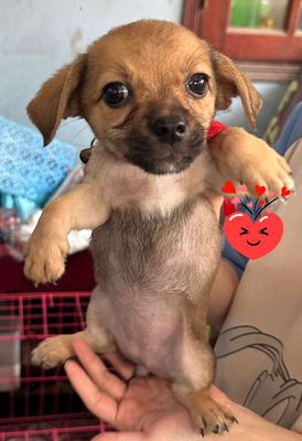 Chó Chihuahua lai Corgi, vàng 2 tháng, dưới 1kg. Mua bán Chó tại Thành phố Dĩ An Bình Dương được đăng bởi Thanh Trúc