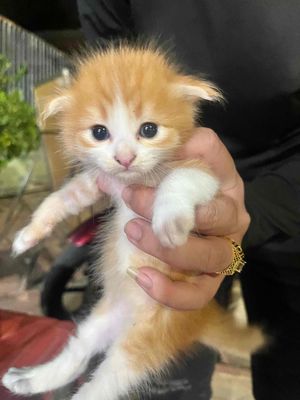 Mèo lai ALD. Mua bán Mèo tại Thành phố Thủ Đức Tp Hồ Chí Minh được đăng bởi boni