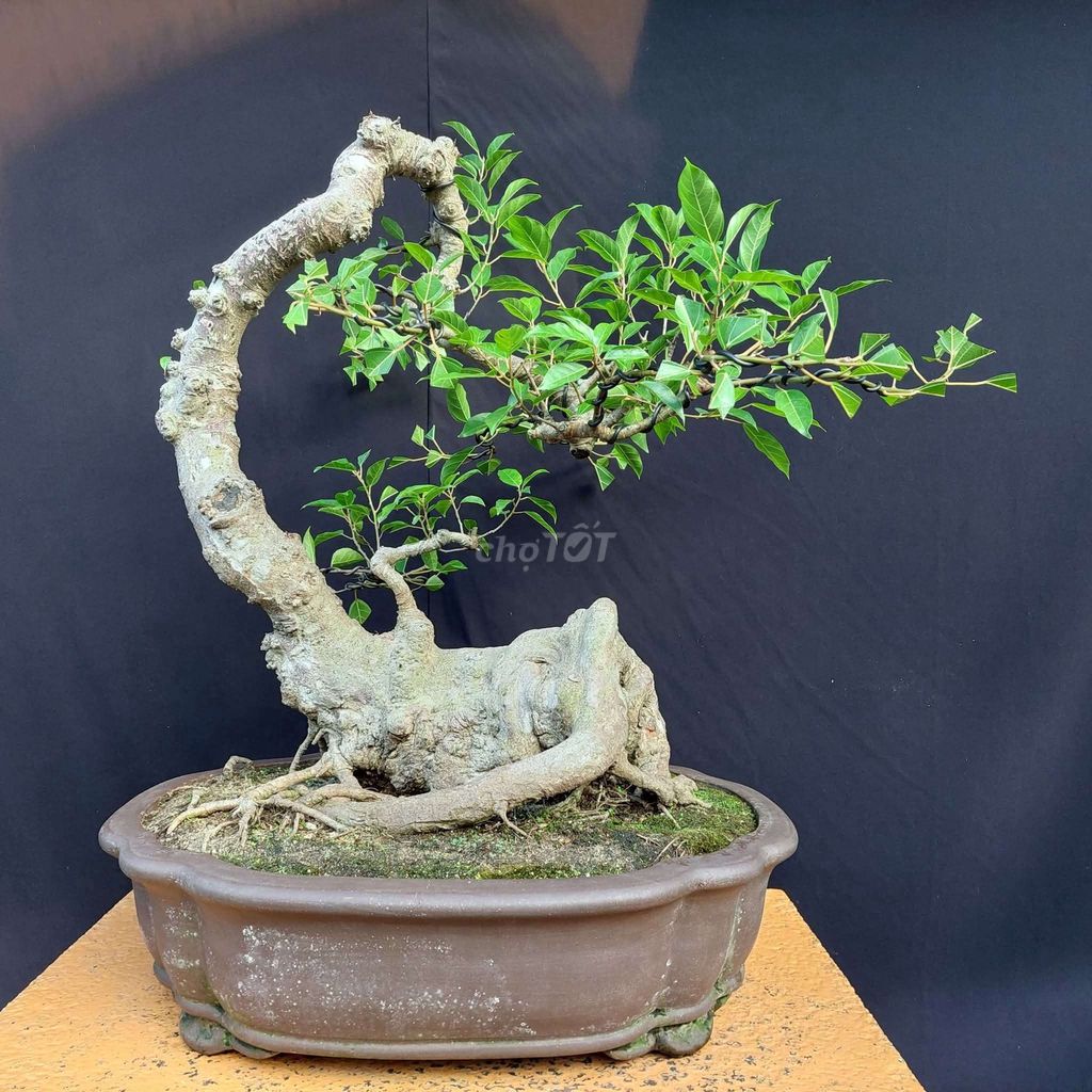 Cây sung bonsai hình bò cạp 72cm. Mua bán Cây cảnh, đồ trang trí tại Thành phố Thủ Đức Tp Hồ Chí Minh được đăng bởi Trần Xuân Dương hình 1