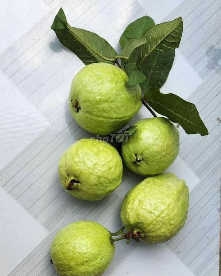 Ổi Nhà trồng Xanh Giòn ngọt. Mua bán Đồ ăn, thực phẩm và các loại khác tại Huyện Hòa Thành Tây Ninh được đăng bởi Ms  MaiThi hình 1
