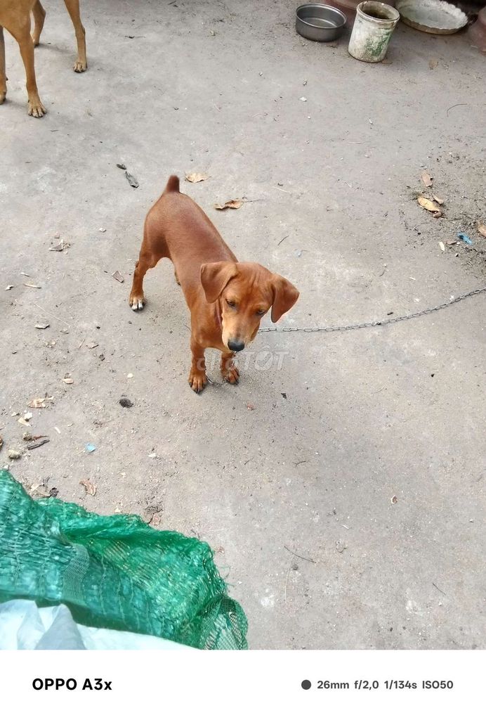 cún con 5kg. Mua bán Chó tại Thành phố Thủ Dầu Một Bình Dương được đăng bởi Trung hình 1