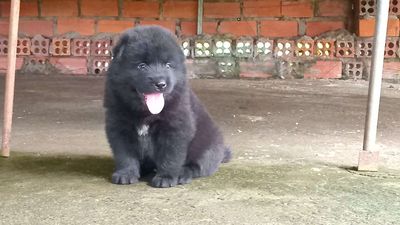 Chó xù bắc hà đực đen. Mua bán Chó tại Huyện Xuân Lộc Đồng Nai được đăng bởi Lê Hoàng Huy