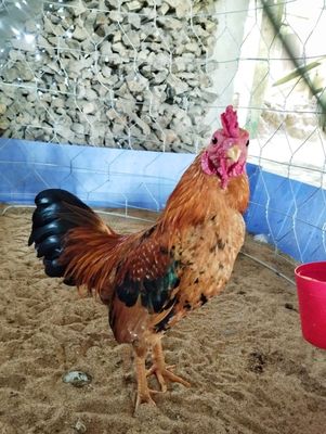 Gà tre bắc. Mua bán Gà tại Huyện Châu Phú An Giang được đăng bởi A Béo