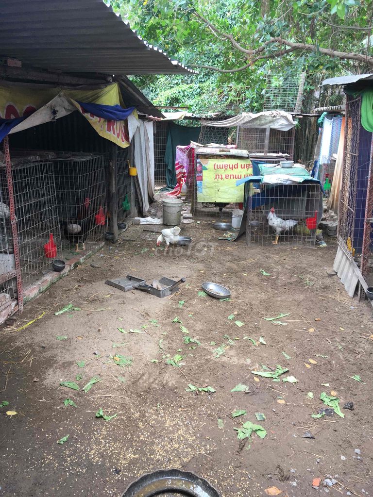 Gà nòi 2 gà mái trắng với đen. Mua bán Gà tại Quận Cái Răng Cần Thơ được đăng bởi Trai Can Tho 65 hình 1