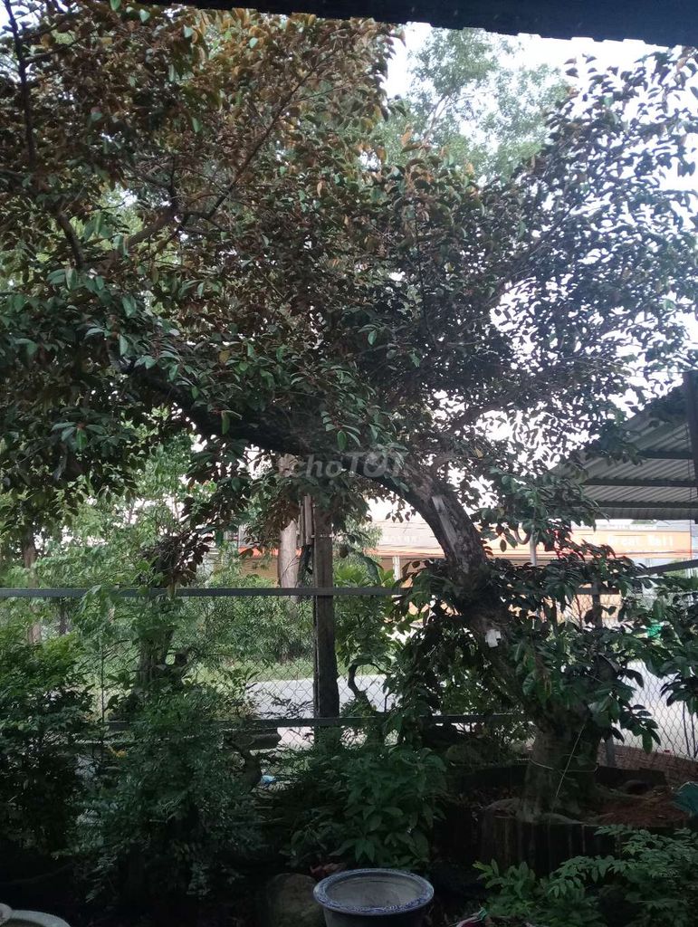 thanh lý 2 cây vú sữa. Mua bán Cây cảnh, đồ trang trí tại Thị xã Tân Uyên Bình Dương được đăng bởi hoàng nam hình 1
