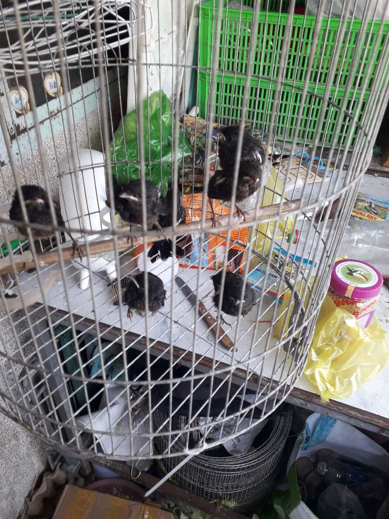 Chim Chòe đất non 10 con. Mua bán Chim tại Thành phố Thủ Đức Tp Hồ Chí Minh được đăng bởi chim cảnh thú cưng hình 1
