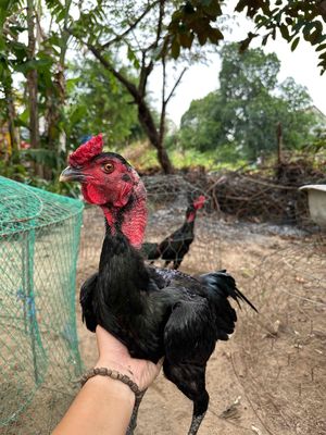 Dòng nhà đúc kết. Mua bán Gà tại Quận Hải Châu Đà Nẵng được đăng bởi Trần Hiếu