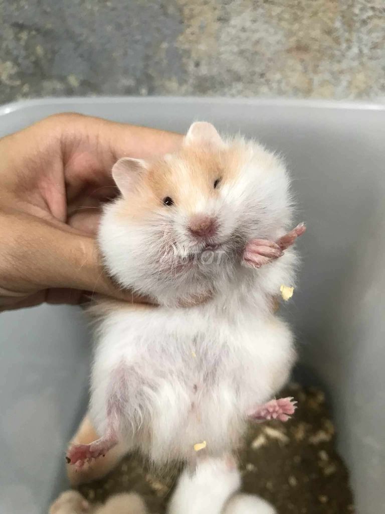 Chuột Hamster Bear xù lai tạng Baby. Mua bán Thú cưng khác tại Quận Bình Tân Tp Hồ Chí Minh được đăng bởi Ở trọ bày đặt bán chụtt hình 1